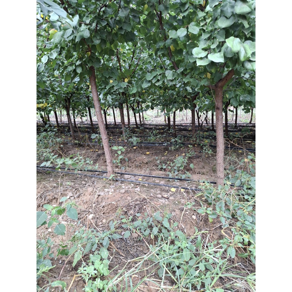 Erik Ağacı - 7 YAŞ